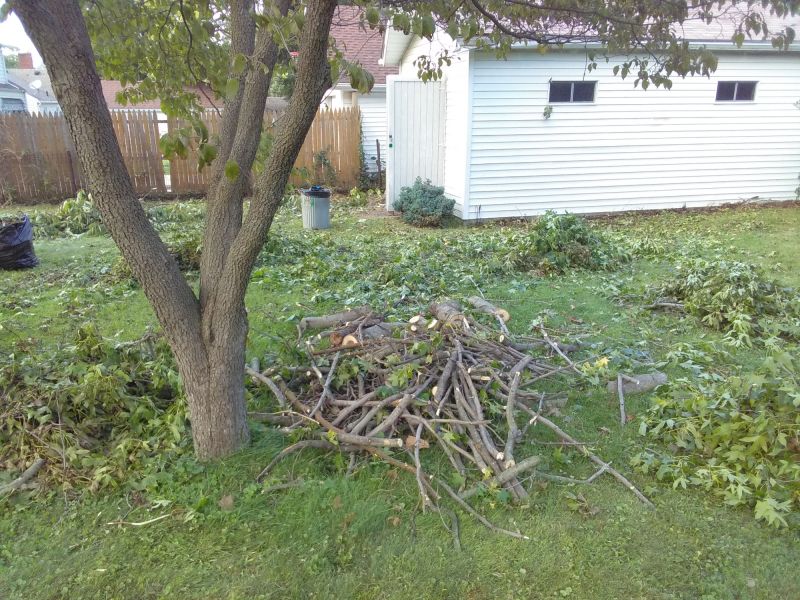 Yard After Cleanup