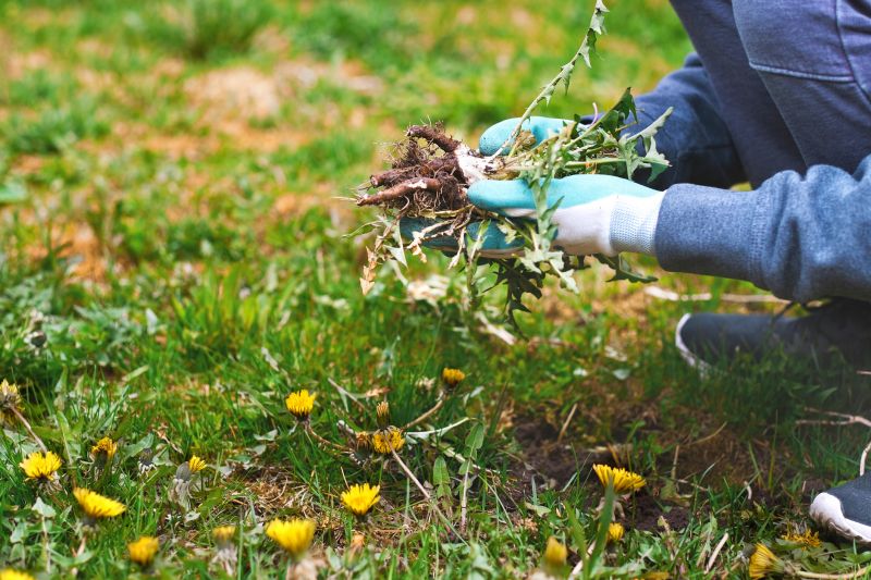 Weed Removal in a Large Field