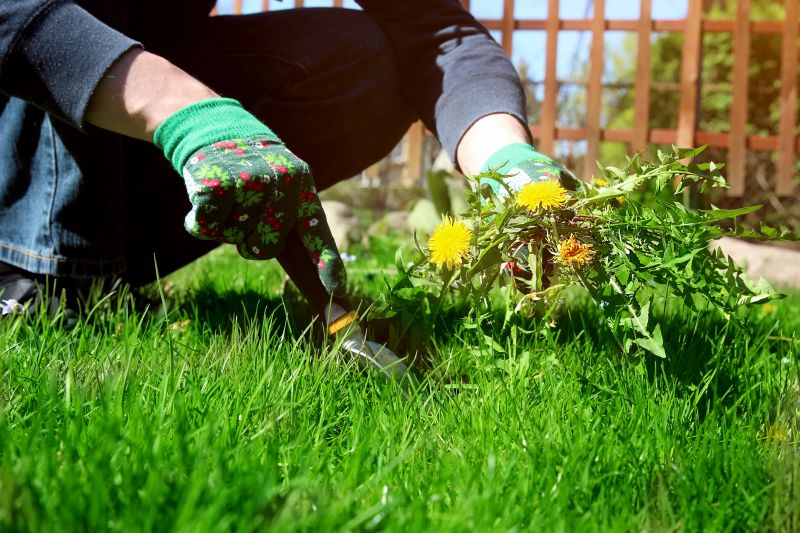 Tools Used for Weed Pulling