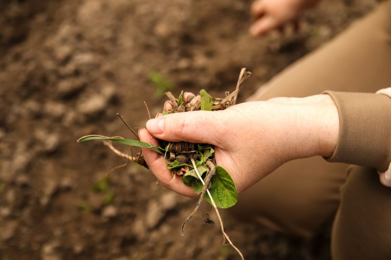 Weed Pulling Near Shrubs